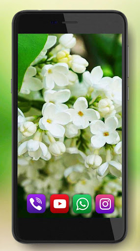 Lilac and Tulips Live Wallpaper