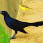 Great-tailed Grackle