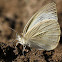 Indian Cabbage White