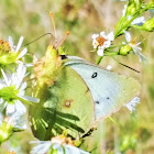 Orange Sulpher-white phase female