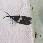 Zygaenidae Moth