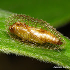 Pupa in a Basket