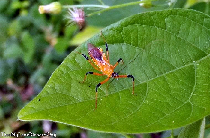 Assassin Bug