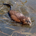 Muskrat