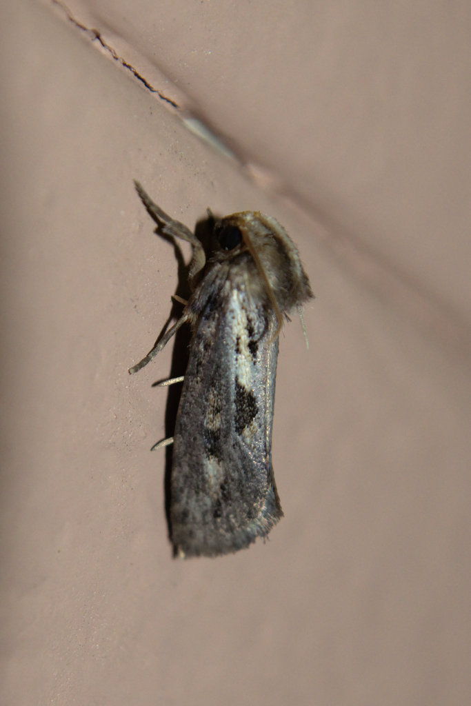 Clemens' Grass Tubeworm Moth