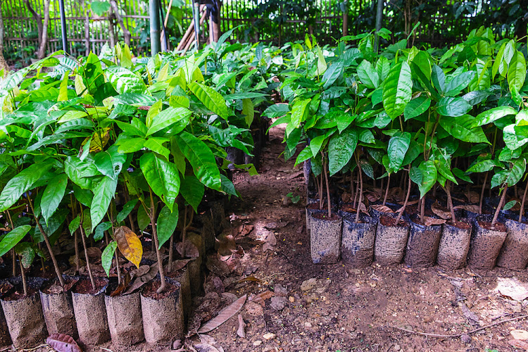 Cocoa is the essence of our chocolate, creating a sustainable source of cocoa is vital to our business.