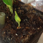 Kidney Bean ( Seven Days of Growth )