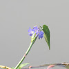 Lesser Water Hyacinth