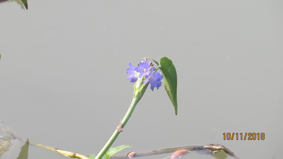 Lesser Water Hyacinth