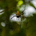 Northern golden orb weaver