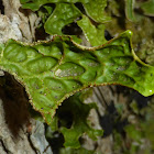 Lungwort Lichen