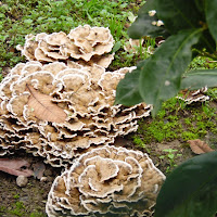 Tre funghi di 