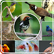 Download Latest Bird Chirping For PC Windows and Mac 1.1