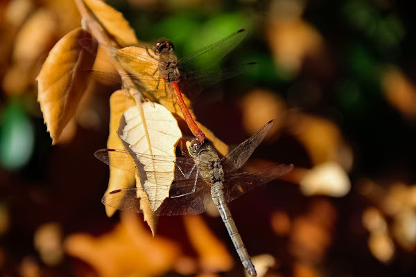 Dragonfly di Eduardo