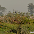 red-naped ibis,  Indian black ibis