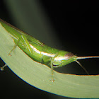 Slant faced or long nosed grasshopper