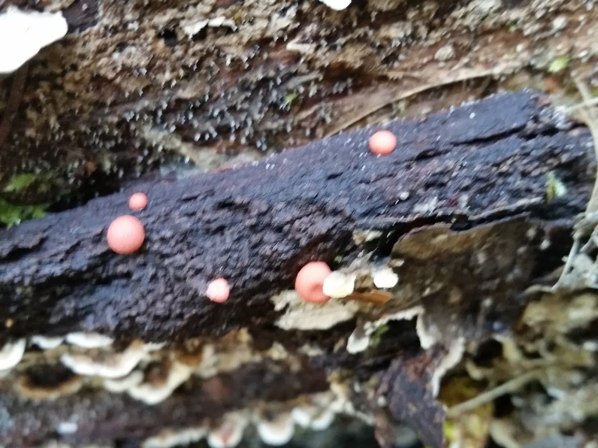 Wolf's milk slime mould