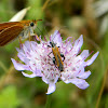 Oedemera flower beetle