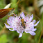 Oedemera flower beetle