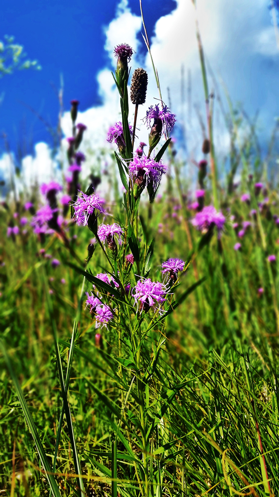 Cylindrical Blazing Star