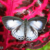 ♂ HAIRSTREAK or TIT BUTTERFLY