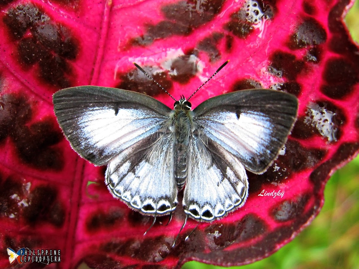 ♂ HAIRSTREAK or TIT BUTTERFLY