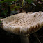 European Solitary Amanita