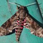 Pink-spotted hawk moth