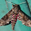 Pink-spotted hawk moth