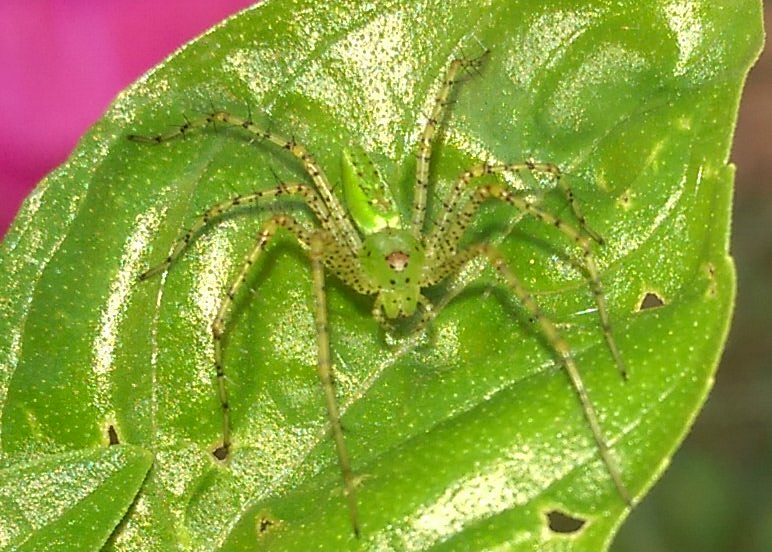 Green lynx spider