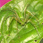 Green lynx spider