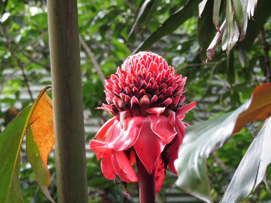 Torch Ginger