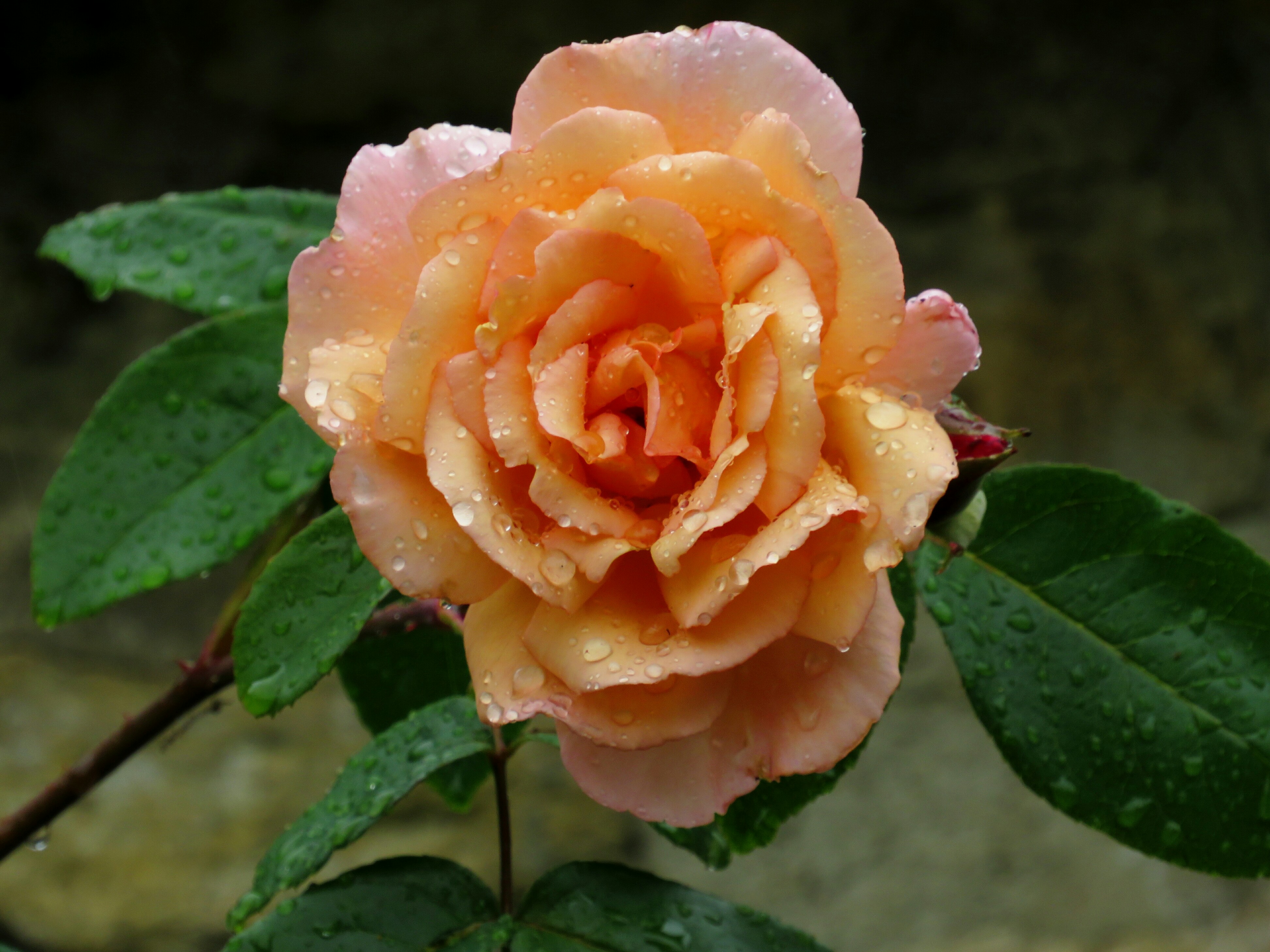 Rosa bagnata di Giorgio Lucca