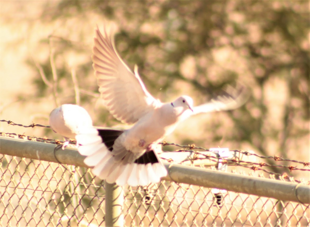 African-collared Dove