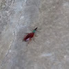 Emerald Cockroach Wasp