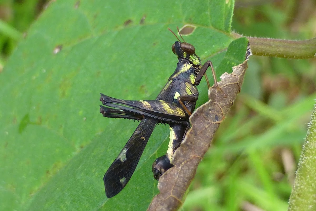 Spot Monkey grasshopper