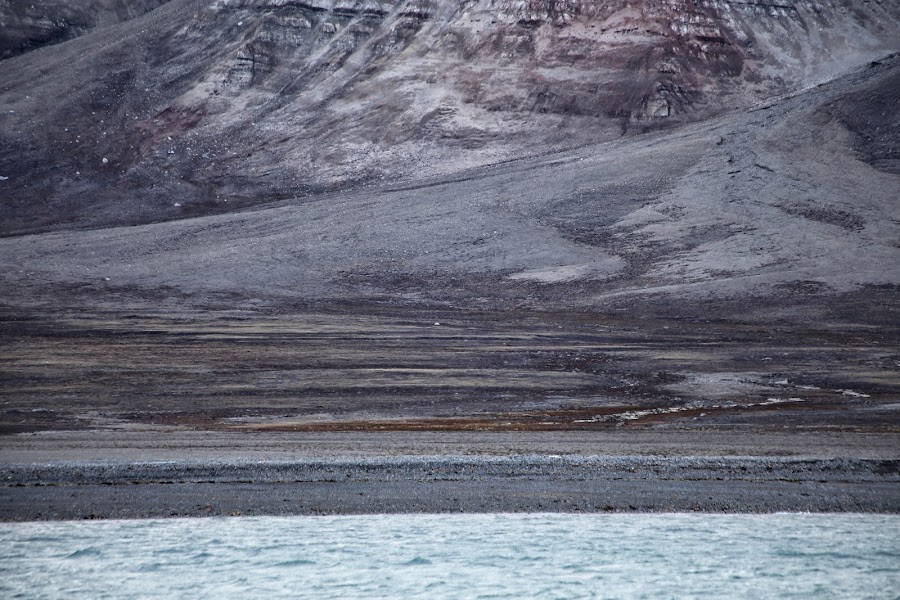 Svalbard, niedźwiedź polarny