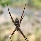 Oval cross spider