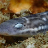 Marbled/Coral Catshark