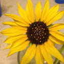 Western Sunflower