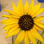 Western Sunflower