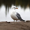 California Gull