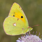 Clouded Yellow