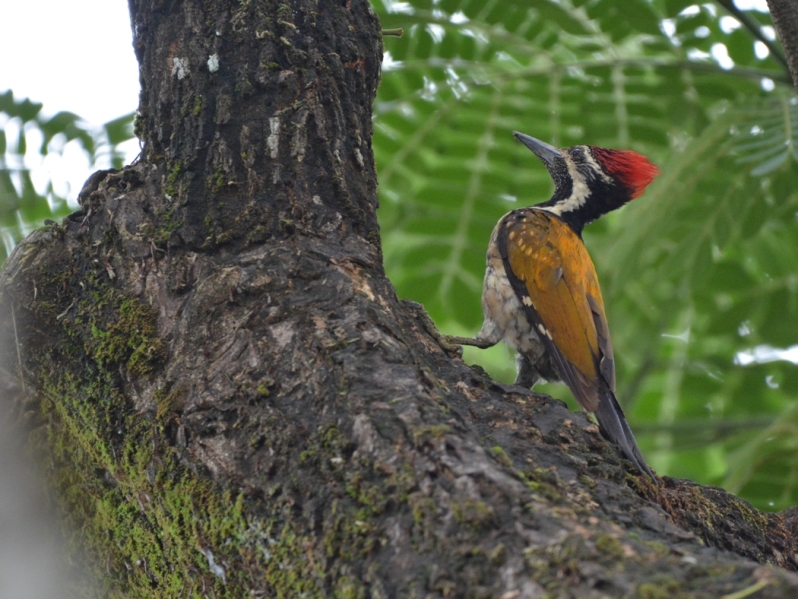 Black-rumped flameback Woodpecker