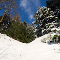 Nel bosco di 