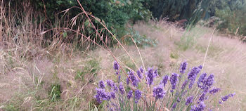 terrain à Troisfontaines (57)