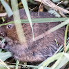 Water Vole