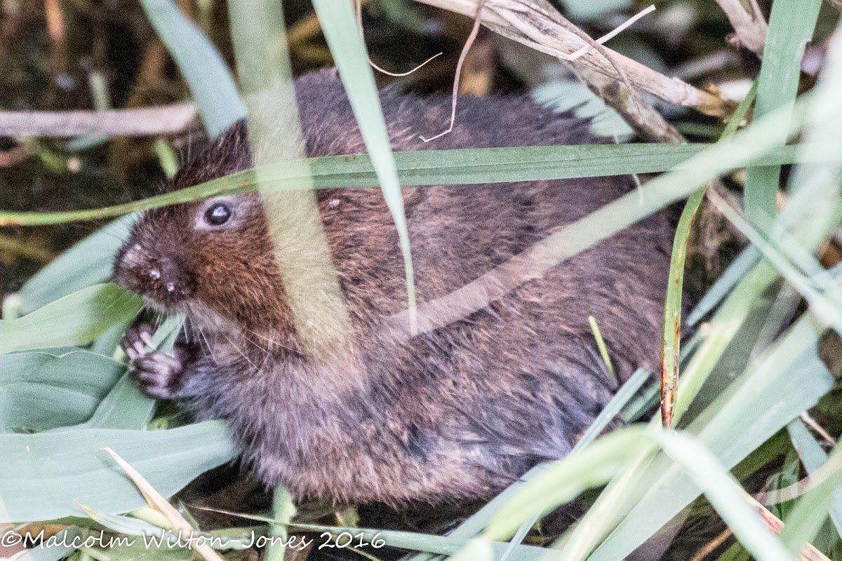 Water Vole