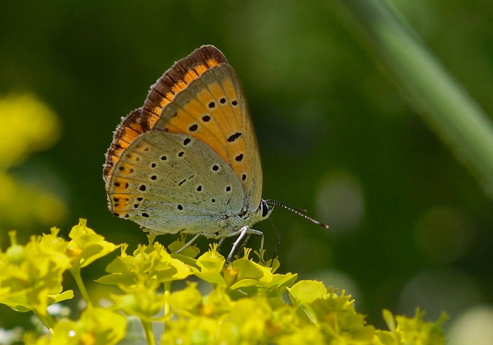 Large Copper