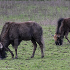 Black Wildebeest